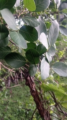 Ficus pringlei