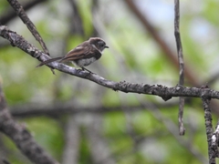 Aegithalos fuliginosus