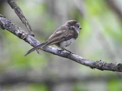 Aegithalos fuliginosus
