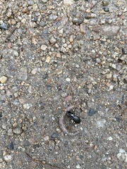 Pterostichus aethiops