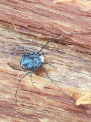 Dendrolasma mirabile