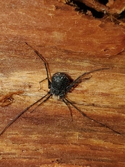Dendrolasma mirabile