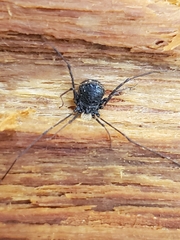 Dendrolasma mirabile