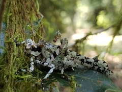 Trachyzulpha formosana