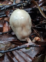 Psilocybe weraroa