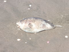 Sphoeroides annulatus