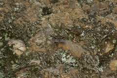 Lepidoptera
