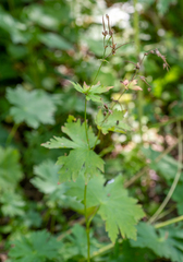 Geranium krylovii