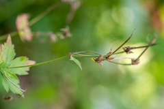 Geranium krylovii