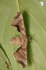 Bombyx