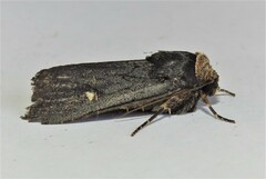 Proteuxoa cinereicollis