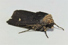 Proteuxoa cinereicollis