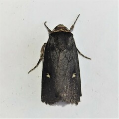 Proteuxoa cinereicollis