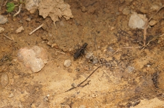 Cylindera