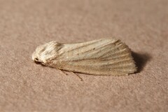 Photedes dulcis