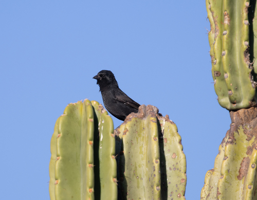 Bolivian Blackbird (Oreopsar bolivianus), photo 8