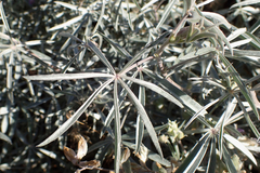 Lupinus elatus