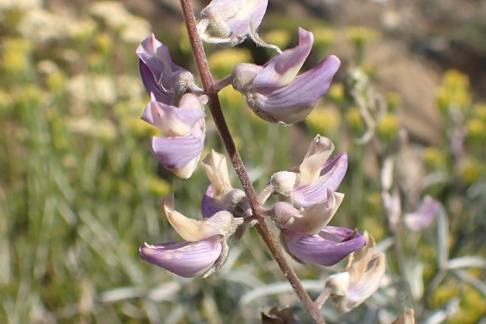 Lupinus elatus