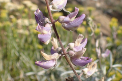 Lupinus elatus