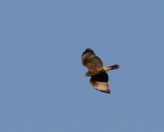 Parabuteo unicinctus unicinctus