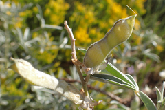 Lupinus elatus