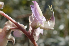 Lupinus elatus