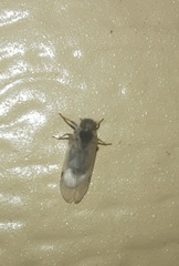 Melanoliarus acicus