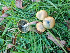 Psilocybe