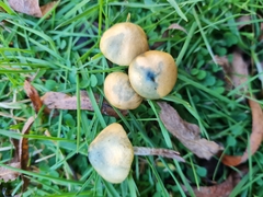 Psilocybe