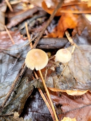 Mycena