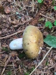 Russula ionochlora