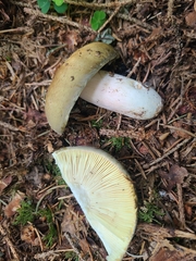 Russula ionochlora