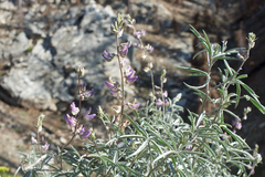 Lupinus elatus