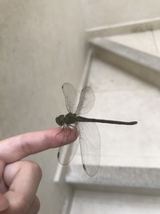 Triacanthagyna septima