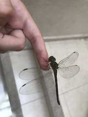 Triacanthagyna septima