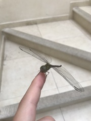 Triacanthagyna septima