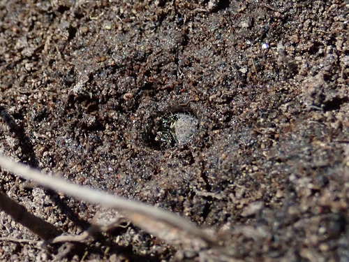 iNaturalist observation photo of Oregon Tiger Beetle
