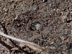 Cicindela oregona oregona