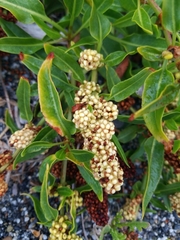 Rumex crassus