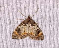 Dysstroma latefasciata