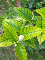 Wrightia antidysenterica