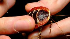 Polyzosteria pulchra