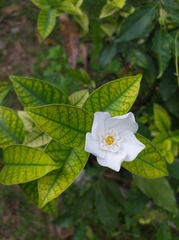 Wrightia antidysenterica