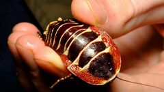 Polyzosteria pulchra