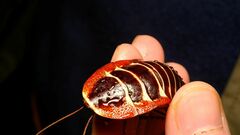 Polyzosteria pulchra