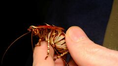 Polyzosteria pulchra