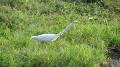 Ardea alba