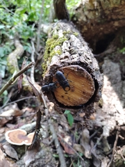 Aegus laevicollis formosae