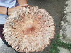 Macrolepiota olivascens