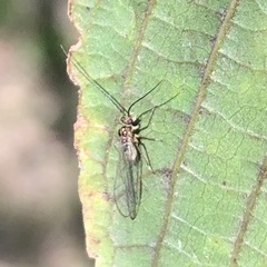 Teliapsocus
